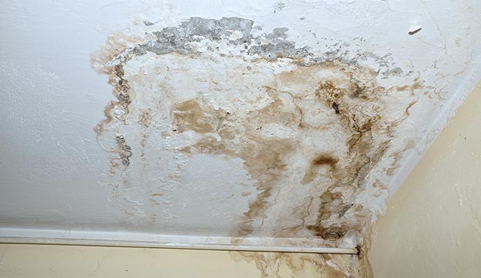 Determining the Rate of Mold Infestation from a Leaking Roof