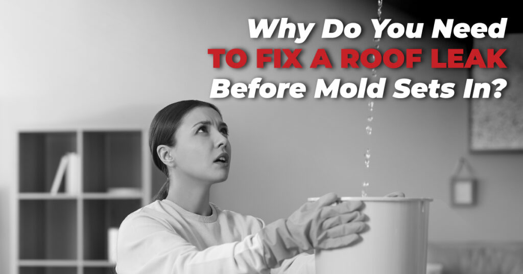 Effective methods to stop mold growth from a leaky roof