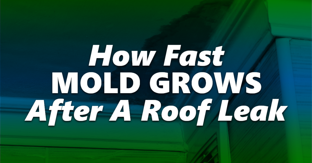 Exploring the Speed at Which Mold Grows from a Leaking Roof